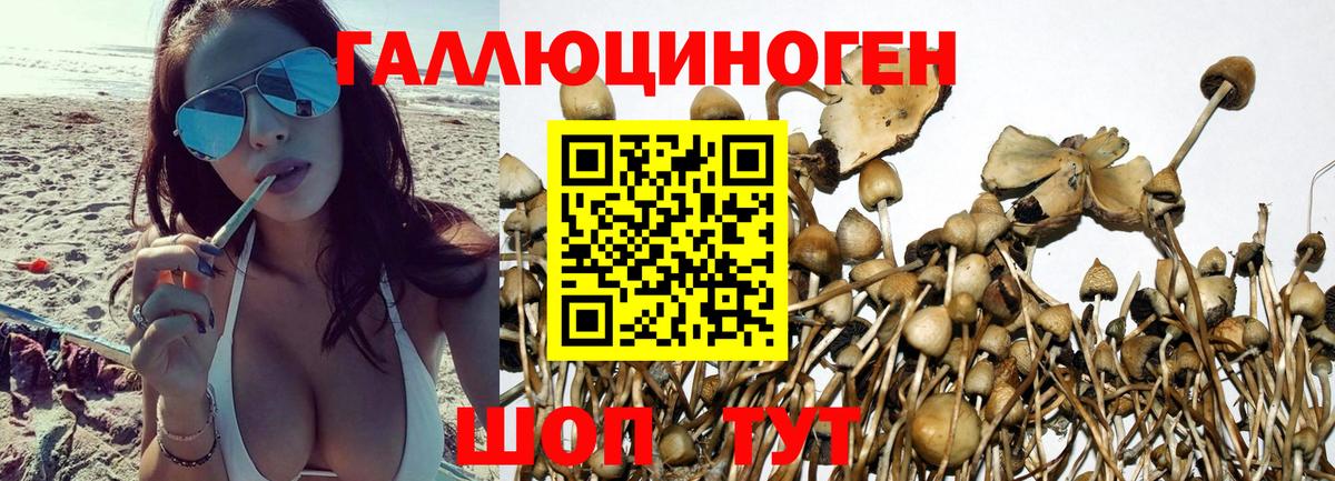 хочу   Галлюциногенные грибы MAGIC MUSHROOMS  Шали  Вход с VPN  Галлюциногенные грибы мицелий 